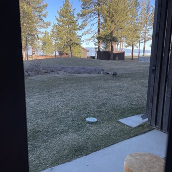 Edgewood Tahoe - Early morning view with birds and geese around - Hotels Near Me - Gardnerville, Nevada