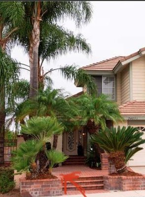 Golden Gate Palms by null