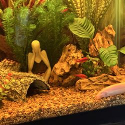 Chico Pet Works & Pet Salon - I love my 55 gallon neon, tetra fish tank with my golden dojo loach.