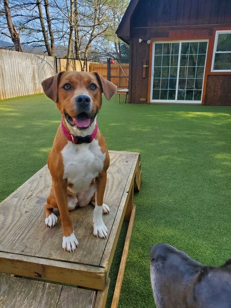 CRIKETT LANE KENNELS Updated September 2024 10 Reviews 5456