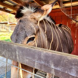 Sweet Zorro the zonkie!