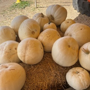 Buford Corn Maze - White pumpkins - Attraction Farms Near Me - Buford, Georgia