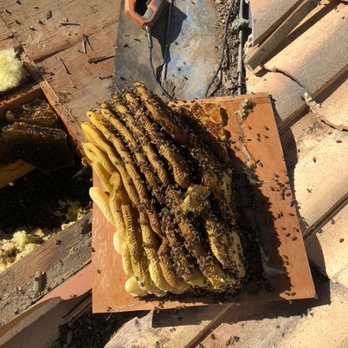 Buzz Off Removal Services - Pest Control Near Me Buzz Off Removal Services - Pest Control Near Me