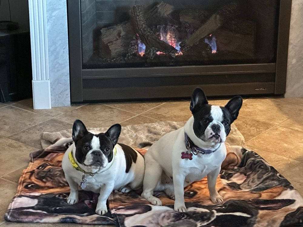 A Howlin' Good Time - pet boarding facility in Imperial, MO