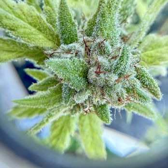 Gardena Green Room - Hood Candy - Cannabis Dispensaries Near Me - Gardena, California Gardena Green Room - Hood Candy - Cannabis Dispensaries Near Me - Gardena, California