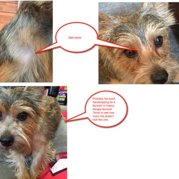 Spa For Pets - Do not take your dog here for handstripping. - Pet Groomers Near Me - Los Gatos, California Spa For Pets - Do not take your dog here for handstripping. - Pet Groomers Near Me - Los Gatos, California