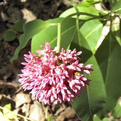 Monkey Mountain Nature Preserve