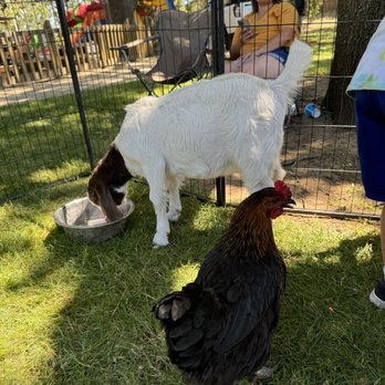 D'Rose Petting Zoo - Petting Zoos Near Me - Gilroy, California