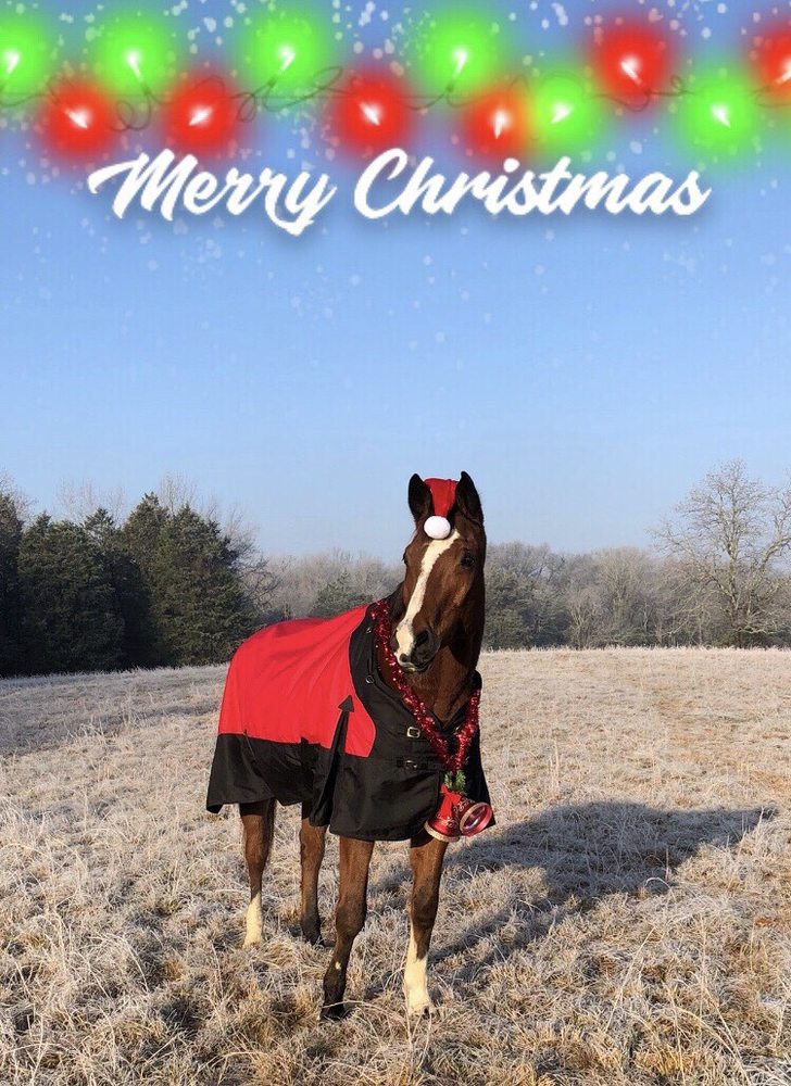 Trinity Sky Farms - equestrian in Shelbyville, TN