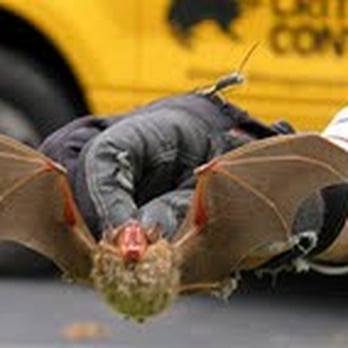 Critter Control - Pest Control Near Me