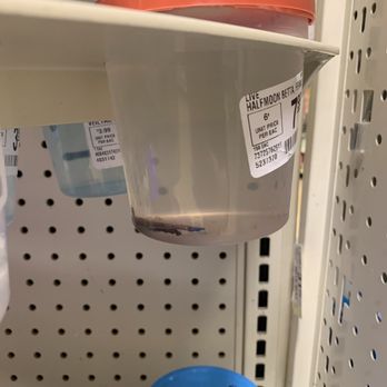 PetSmart - Dead betta - Pet Stores Near Me - Concord, California