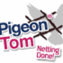 Photo of Pigeon Tom