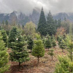 Mountain Creek Tree Farm