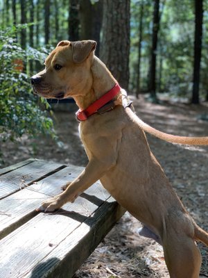 PAWS Atlanta by null