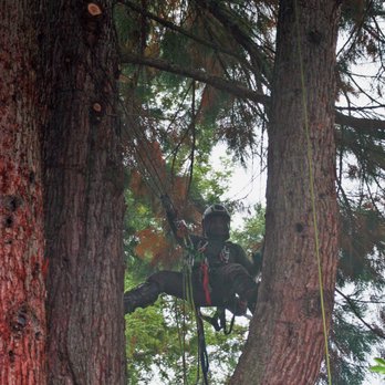 Mark Sigel Tree Service - Tree Services Near Me