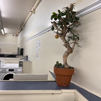 Edgewater Laundromat - This is the only sign of life in this laundromat. - Laundromat Near Me - Pismo Beach, California