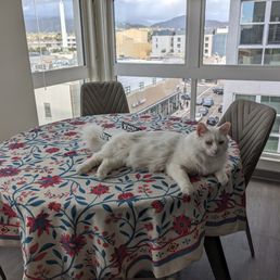 Our apartment has floor to ceiling windows with a view of the mountains.