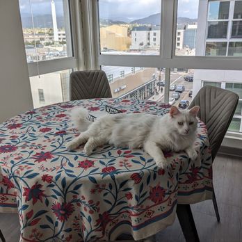 The Brand - Our apartment has floor to ceiling windows with a view of the mountains. - Apartments Near Me - Glendale, California