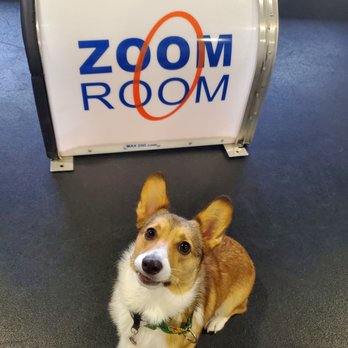 Zoom Room Dog Training - Jinx at the Zoom Room - Pet Training Near Me - Winter Park, Florida Zoom Room Dog Training - Jinx at the Zoom Room - Pet Training Near Me - Winter Park, Florida