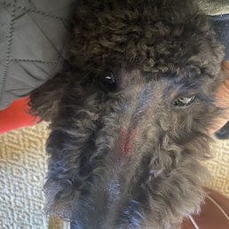 Cut caused by groomer
