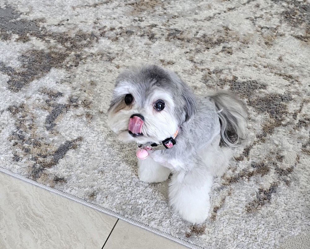Pet Haven Grooming & Boutique  Image