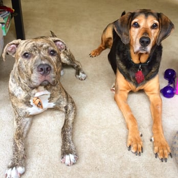 All Friends Pet Care - My boys love All Friends Pet Care - Pet Sitting Near Me