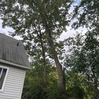 Team Sasquatch - The image shows a tall, mature tree leaning significantly towards a house with white siding and a window. The tree's branches extend outward with green leaves, and the sky is partly cloudy. Surrounding foliage is dense, indicating a lush, wooded area. - Tree Services Near Me
