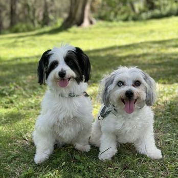Island Dog Obedience - Pet Training Near Me - Honolulu, Hawaii Island Dog Obedience - Pet Training Near Me - Honolulu, Hawaii