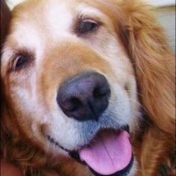 Peaceful Pets: In-home Euthanasia Service - My sweet girl, Jezebelle...Jez. Get those tennis balls, baby.03/06/2003-08/01/2016 - Pet Hospice Near Me Peaceful Pets: In-home Euthanasia Service - My sweet girl, Jezebelle...Jez. Get those tennis balls, baby.03/06/2003-08/01/2016 - Pet Hospice Near Me