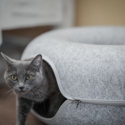 Pure Joy Cat Cafe