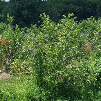 Berry Patch Farm - Rows and rows of blueberries - Fruits & Veggies Near Me - Nevada, Iowa