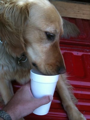 The Corner Bar by null