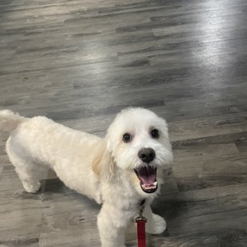 Shipyard Dog - Pet Training Near Me - Hingham, Massachusetts