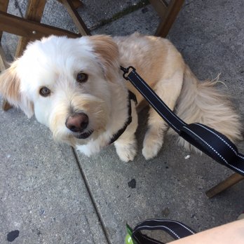 Piccoli Trattoria - My dog's favorite restaurant! (And how can you blame him?) - Italian Near Me - Brooklyn, New York Piccoli Trattoria - My dog's favorite restaurant! (And how can you blame him?) - Italian Near Me - Brooklyn, New York