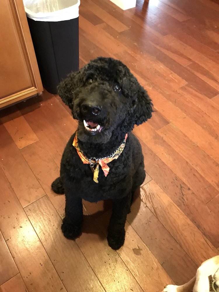 DOGGIE DESIGN TEAM Updated July 2024 15 Photos 733 Rue St Francois St, Florissant