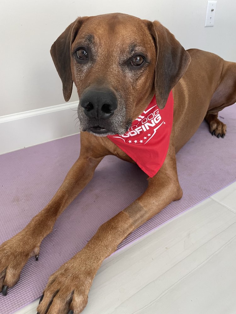 Slide of Mighty Dog Roofing