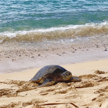 Paia Inn - TURTLE - Hotels Near Me - Paia, Hawaii