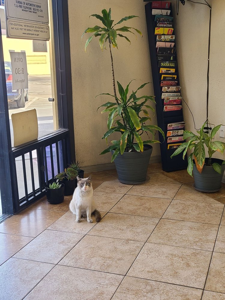 PERFORMANCE AUTO REPAIR & SMOG Updated September 2024 19 Photos & 45 Reviews 2560 Main St