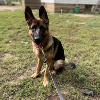 Gohld K9 - Pet Training Near Me - Crystal lake, Illinois Gohld K9 - Pet Training Near Me - Crystal lake, Illinois