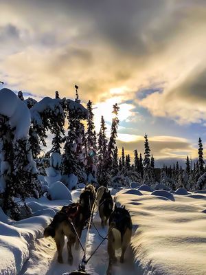 Alaska Homestead Adventures by null