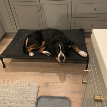 Bay Area Balanced Dog Training - Pet Training Near Me