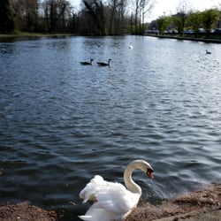 Parc Malou - Cygnes du parc malou