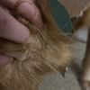 Bark Avenue West gift card