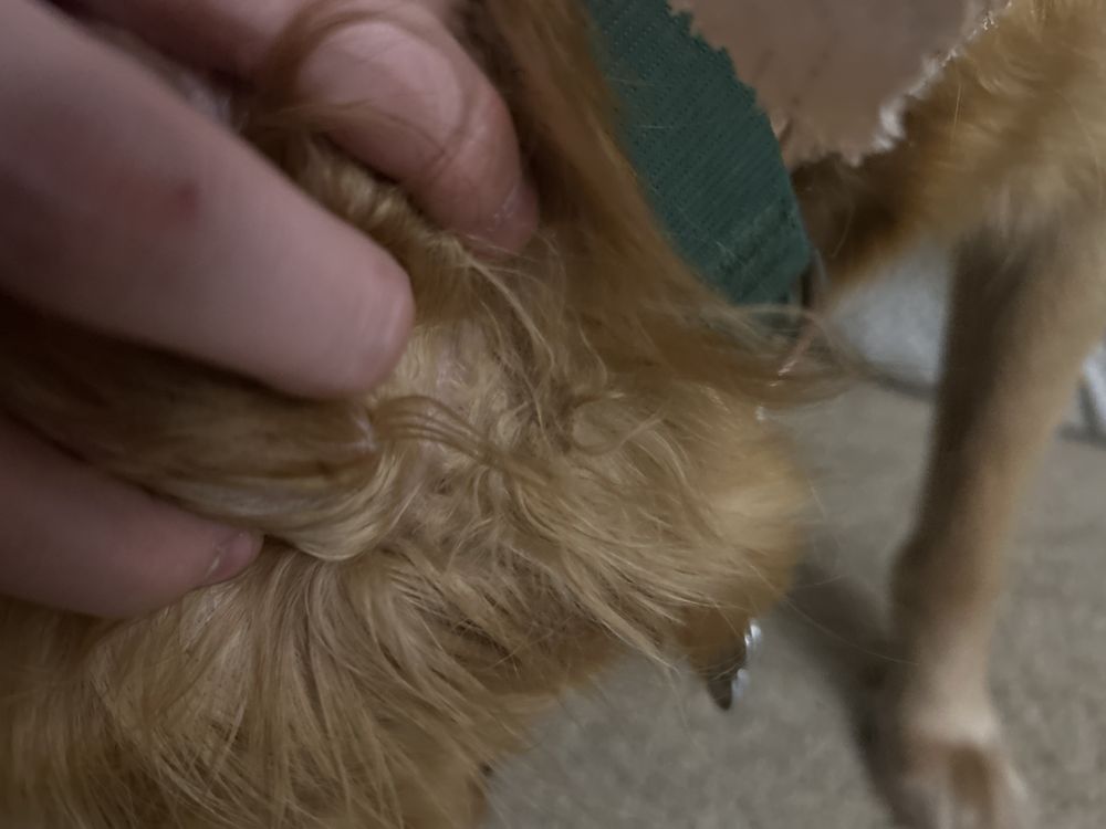 Bark Avenue West - pet boarding facility in West Des Moines, IA