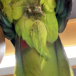 Bird vent