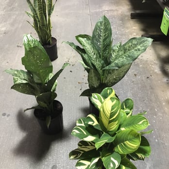 Lowe's Home Improvement - Trying to pick which one I like best. - Hardware Stores Near Me - Hialeah, Florida