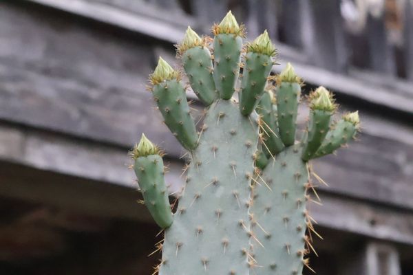 Lajitas Golf Resort by null