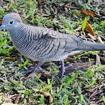 Ala Moana Regional Park - Beach park visitor - Parks Near Me - Honolulu, Hawaii