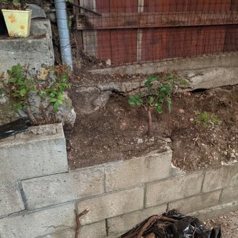 Big Branch Tree Service - Pepper tree roots sprouting after not spraying with herbicide. - Tree Services Near Me - San Diego, California Big Branch Tree Service - Pepper tree roots sprouting after not spraying with herbicide. - Tree Services Near Me - San Diego, California