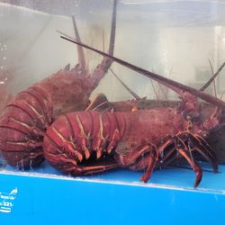 Star Lobster Seafood Market